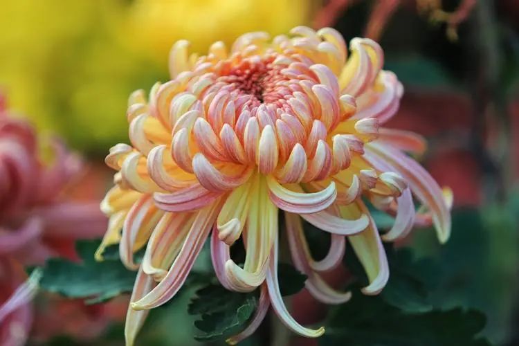 重陽丨深情不及久伴，厚愛無需多言。(圖2)